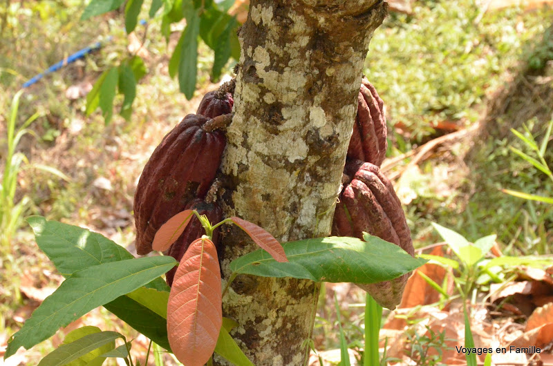 Cocoa fruit