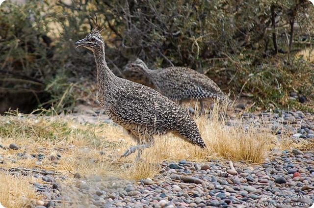 Martineta-Común-Elegant-Crested-Tinamou-Eudromia-elegans Martineta-Común-Elegant-Crested-Tinamou-Eudromia-elegans