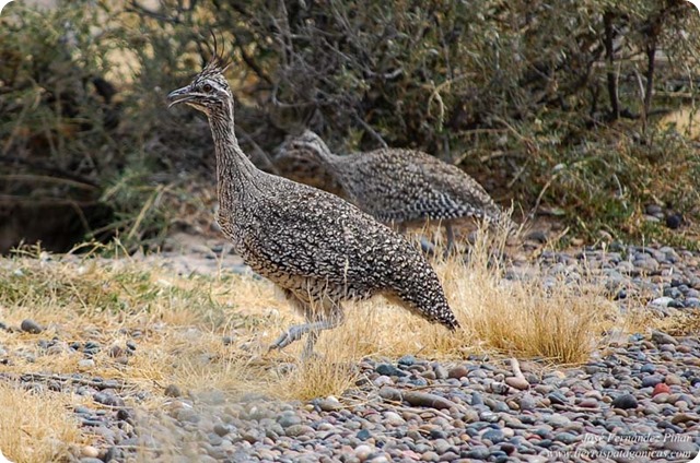 Martineta-Común-Elegant-Crested-Tinamou-Eudromia-elegans