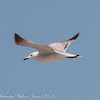 Audouin's Gull; Gaviota de Audouin