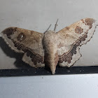 Sack-bearer moth