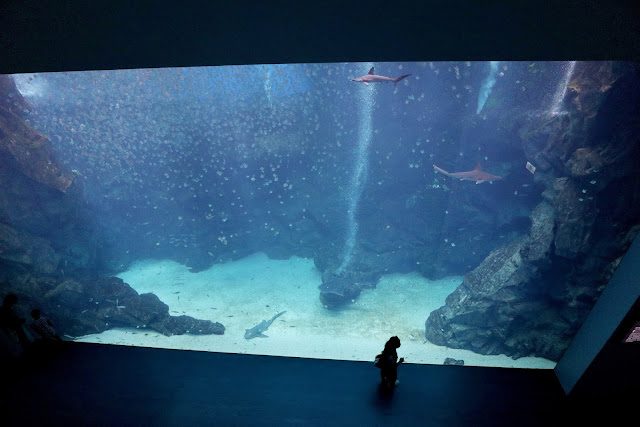 桃園 青埔 親子景點  Xpark 水族館 企鵝 水母 水豚君