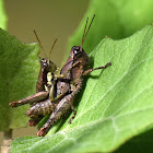 Grasshopper