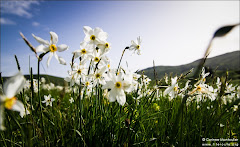 Narcisses du Cézallier