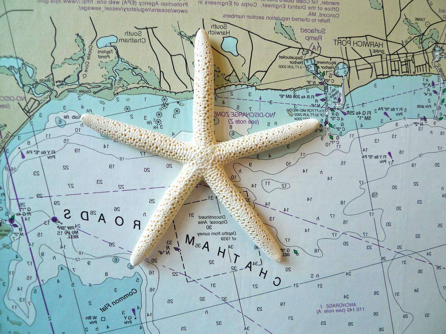 Starfish Wedding Guest Book. From OliveArt