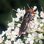 Dark-winged Chrysogaster