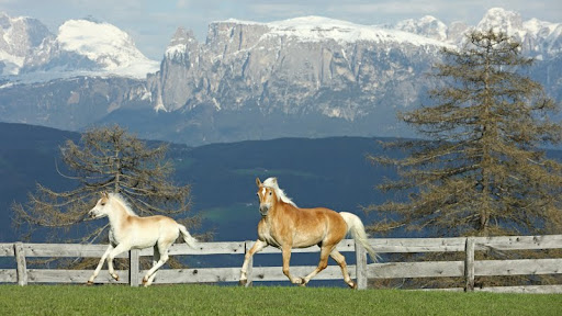 Haflinger Horse and Foal.jpg