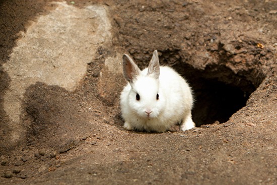 white-rabbit-exiting-rabbit-hole