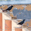 Spotless Starling; Estornino Negro