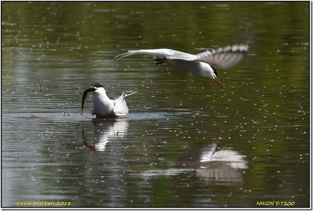 Slimbridge WWT - May