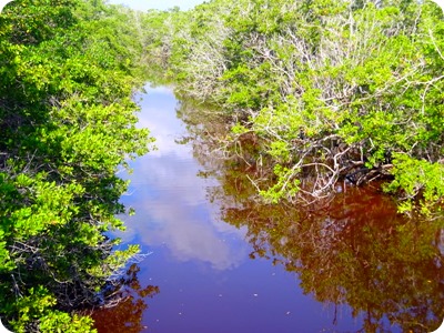 J.N. “Ding” Darling National Wildlife Refuge