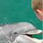 Bottlenose dolphin