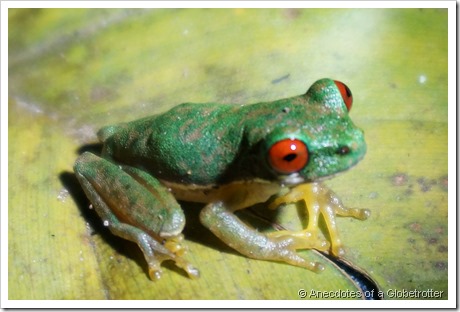 Indigenious Frog - size of finger tip