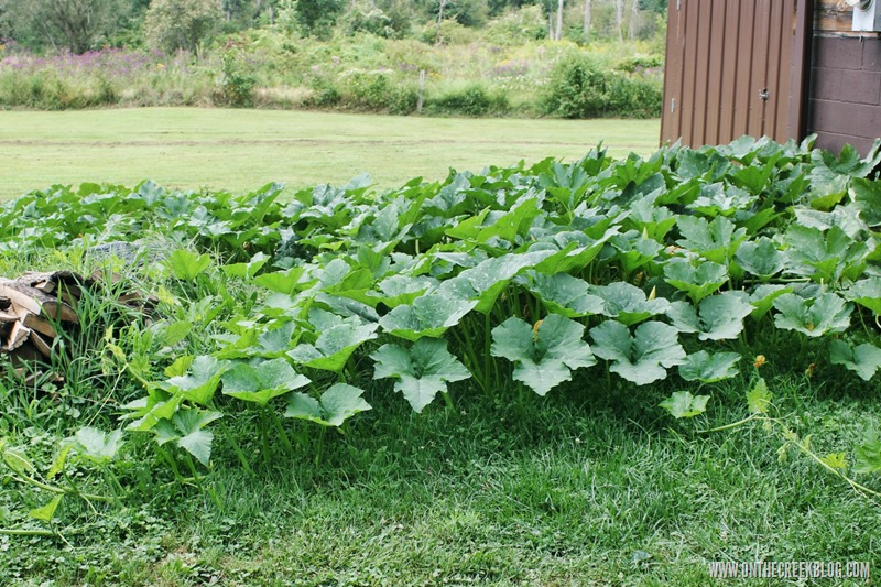 Pumpkin Patch | On The Creek Blog // www.onthecreekblog.com