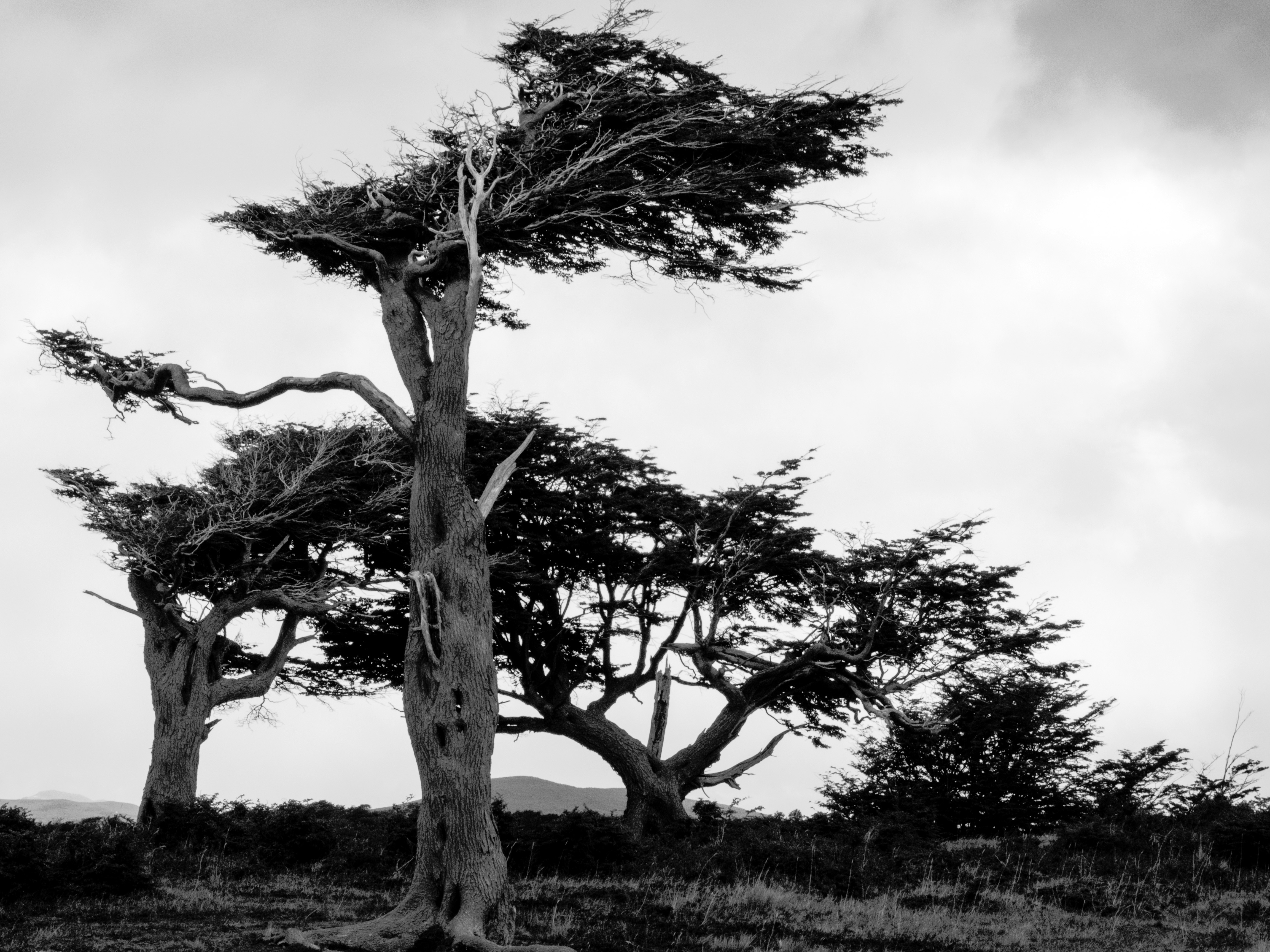 Alberi bandiera della Patagonia  di Fabien