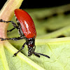 Air Potato Leaf Beetle