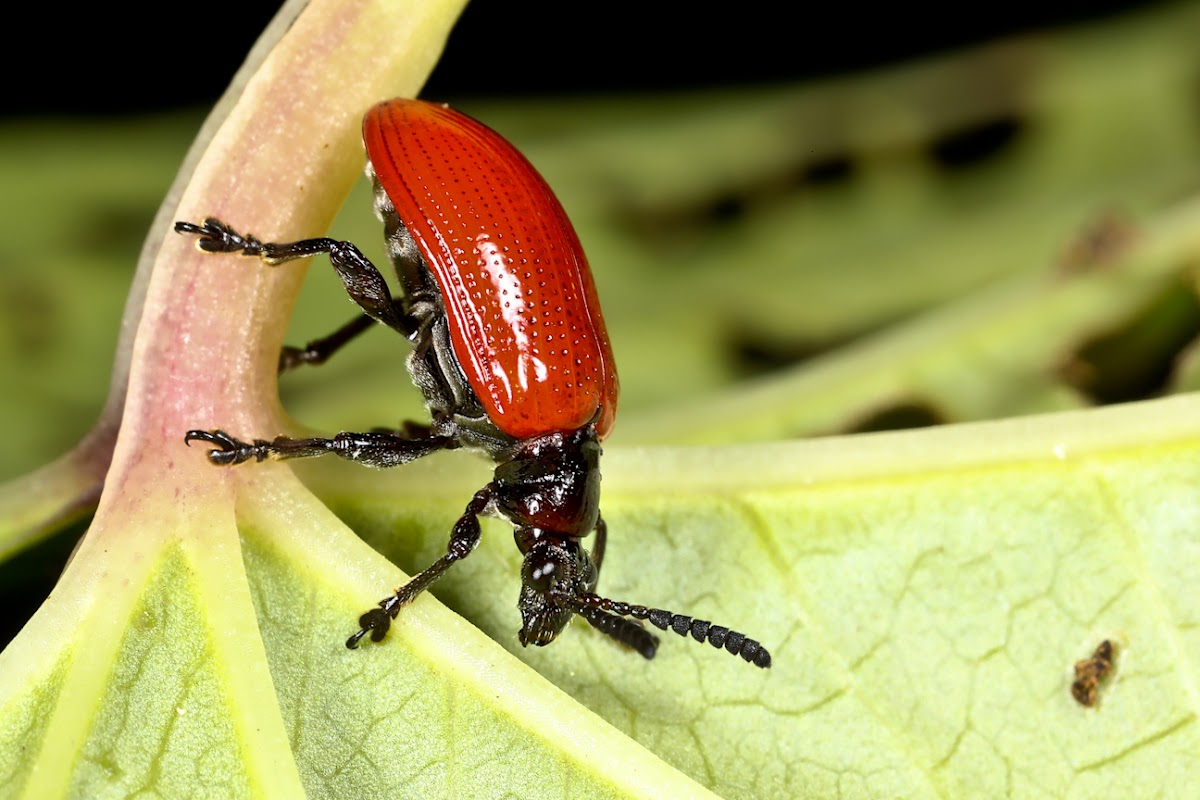 Air Potato Leaf Beetle