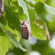 European forest cockchafer or Chestnut cockchafer