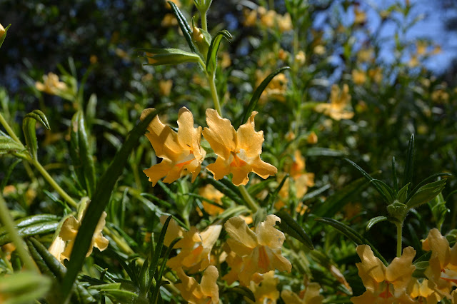 orange flowers with a face