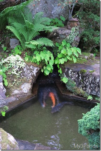 Garden with Koi pond in Fujioto Ryokan