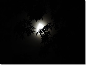 moonlight-through-trees-1616303_960_720