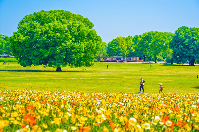 昭和記念公園 アイスランドポピー 写真9