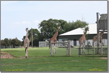 Yorkshire Wildlife Park - August