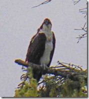 Osprey, Gold Beach Oregon