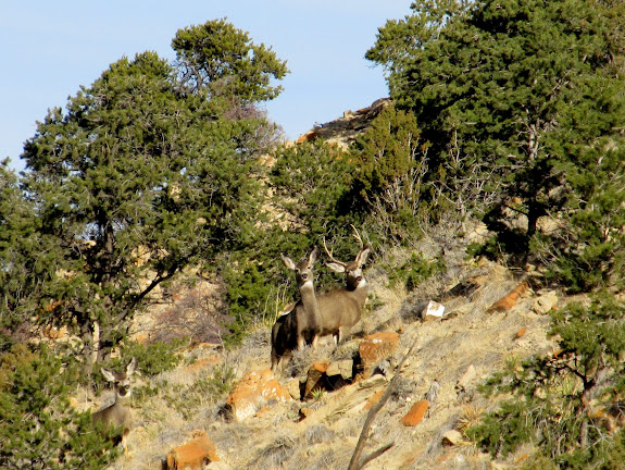 Deer watching me watch them