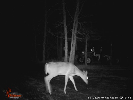 Trail cam deer April 2018