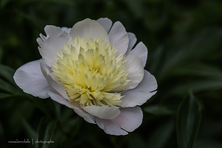 Paeonia Primevere Paeonia-primevere-130627-12rm