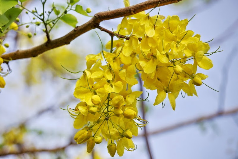 cây rẻ quạt - cây ngân hạnh