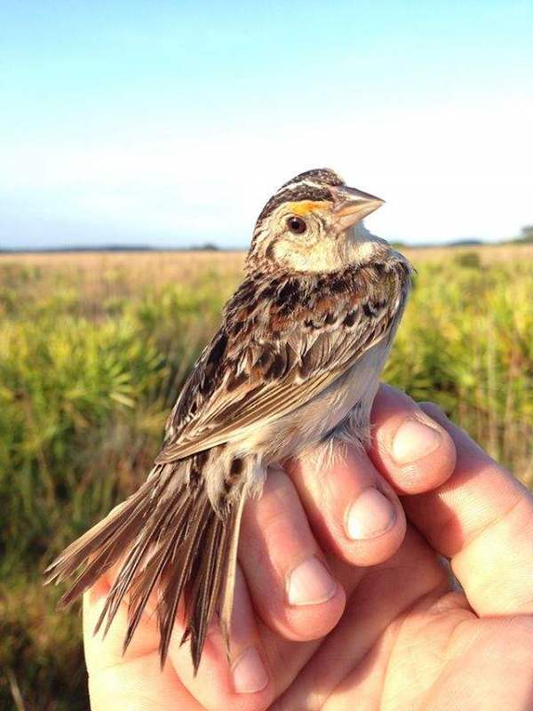 A mother grasshopper sparrow is part of a captive breeding program in Florida to save the species from extinction, in a May 2016 file image. “Extinction is a real possibility,” for the grasshopper sparrow, said Larry Williams, the U.S. Fish and Wildlife Service’s Florida supervisor for ecological services. Photo: Craig Pittman / Tampa Bay Times / Zuma Press / TNS