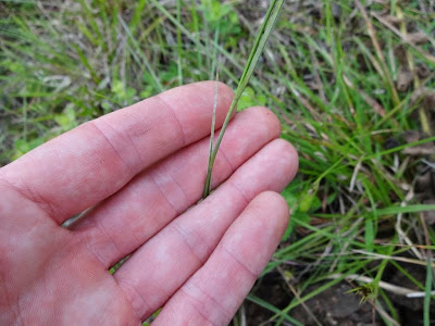 Rhynchospora sp. http://sites.google.com/site/florasbs/home  São Bento do Sul - Santa Catarina