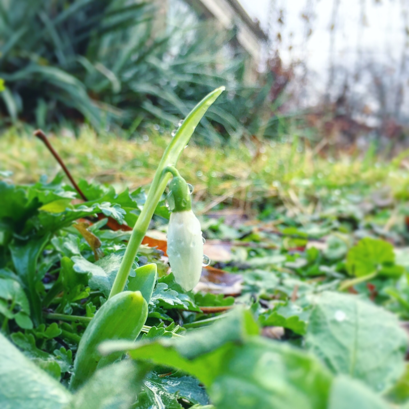 Wife Mother Gardener First Snowdrop Sighting