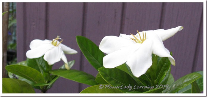 04-19-tahitian-gardenias