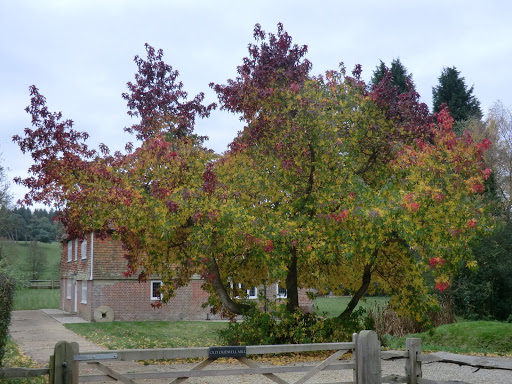 CIMG0240 Liquidambar tree at Old Dudwell Mill