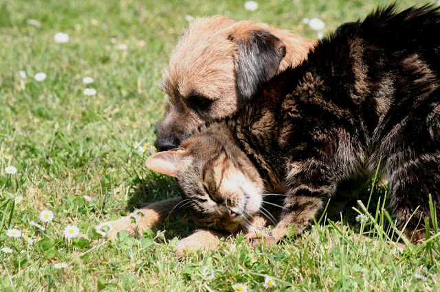 terrier - La meute (Border Terrier & Greyhound) IMG_1171