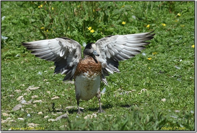 Slimbridge WWT - June