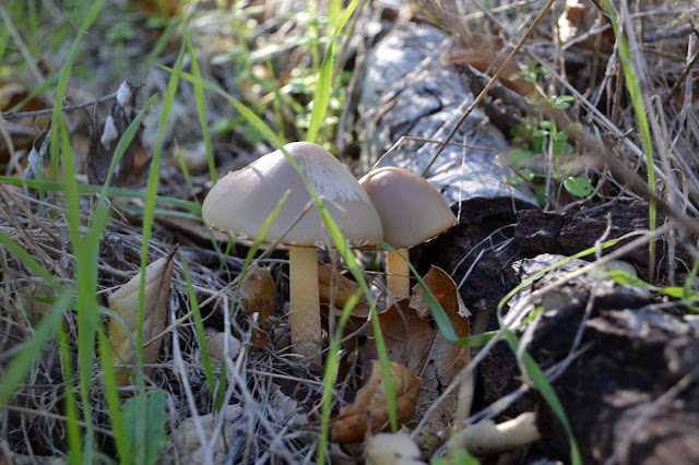 fungus caps