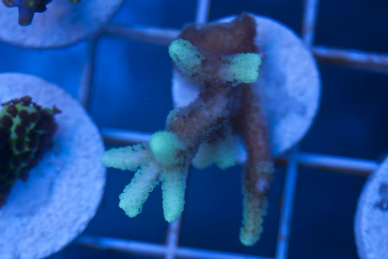 CRW 3867 - SPS and Zoa frag packs