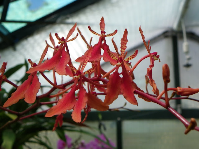 Renanthera imschootiana IMGP6039