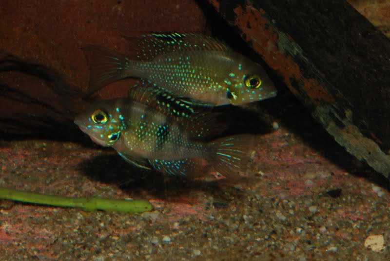 Thorichthy helleri Rio Chacamax Mars 2011 DSC_5051