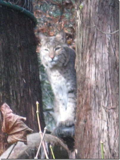 IMG_0158 Bobcat at the Oregon Zoo in Portland, Oregon on November 10, 2009