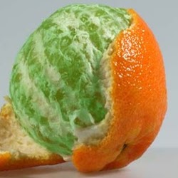 Green Orange Photo 18