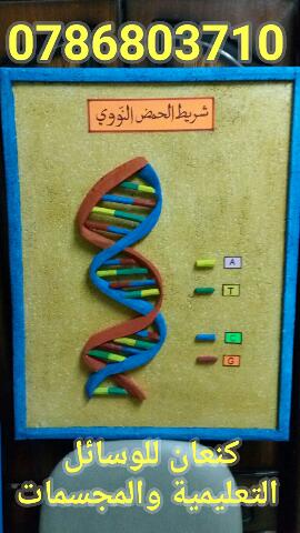 مجسم dna