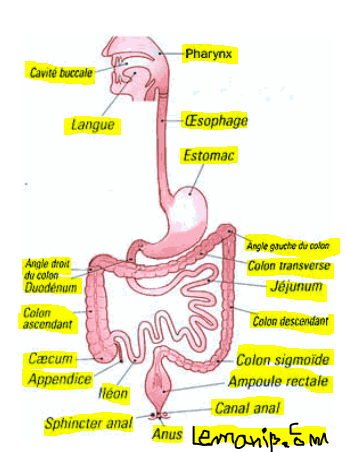 eosinophilic esophagitis symptoms in adults,ee esophagus,esophagitis endoscopy,the gastro group,dr rubin gastro,dr gold gastro,vanguard gastro,gj gastro,duodenal neuroendocrine tumor,esophageal esophagitis