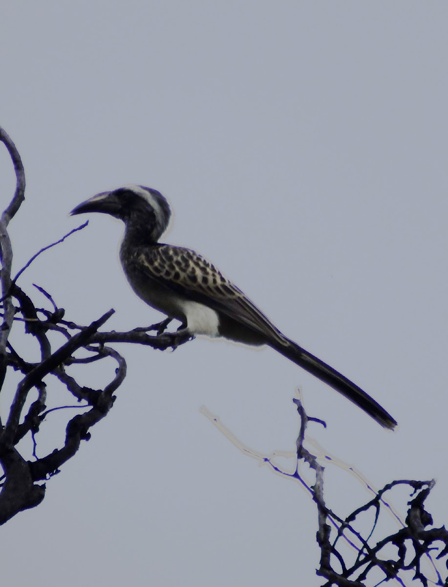 African Grey Hornbill