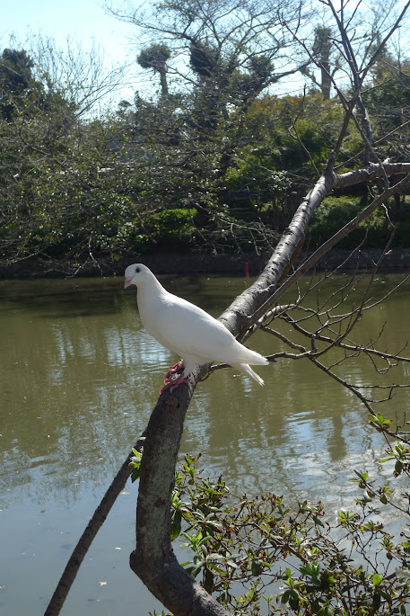 kamakura pigeon