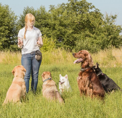 dog-training photo:best dog training book 